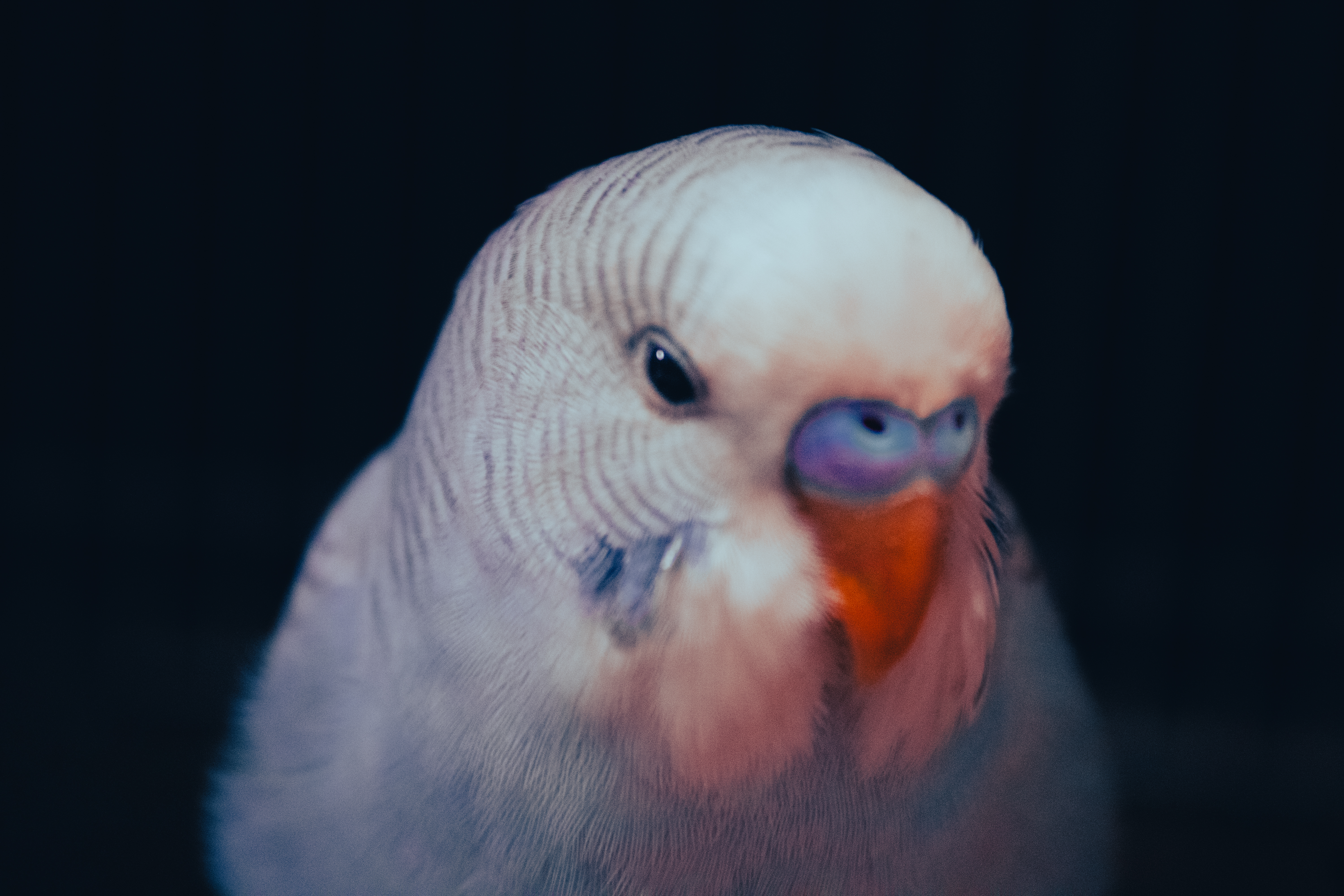 My late Parakeet sitting on a perch