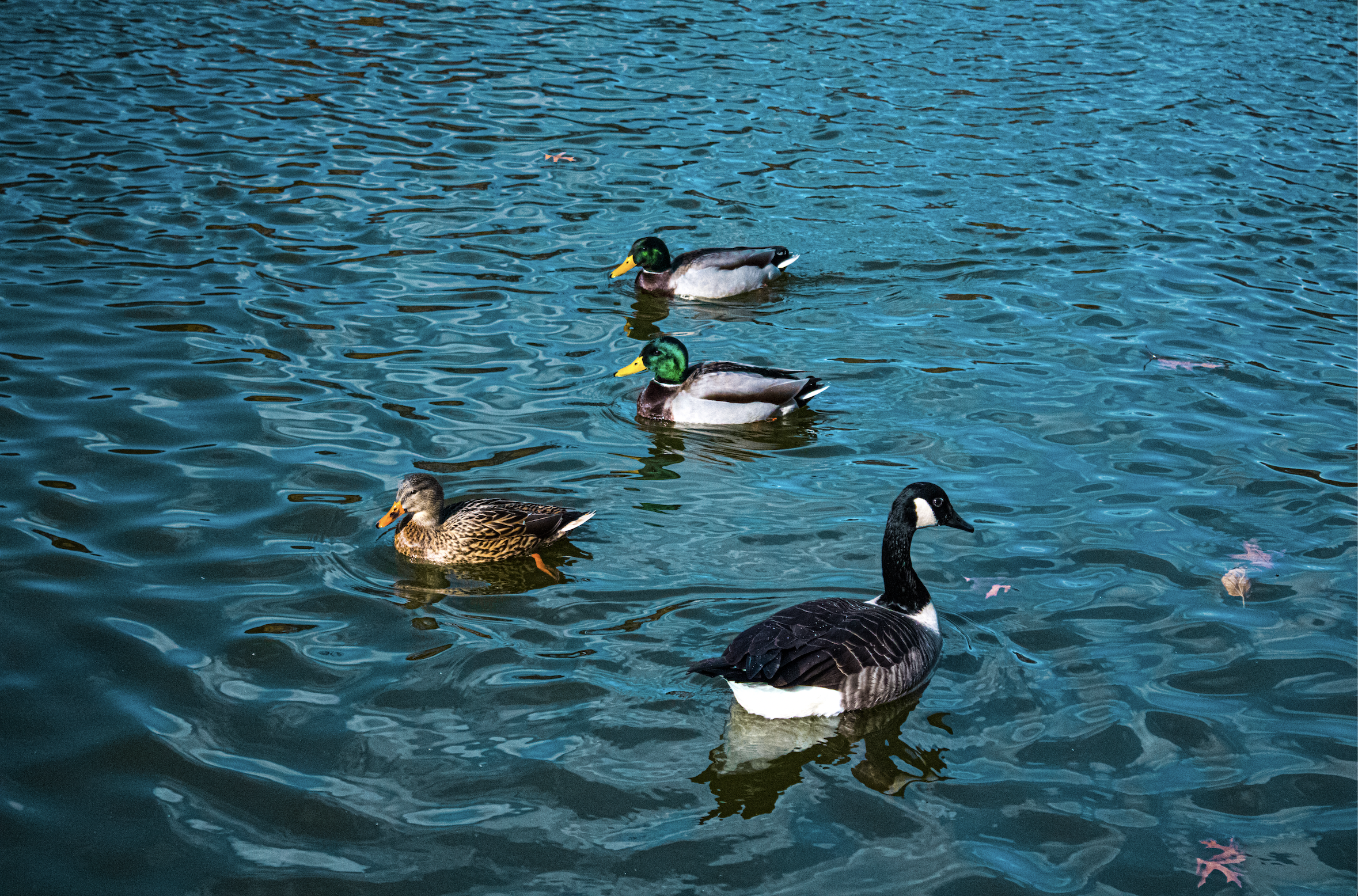 Bunch of ducks swimming around