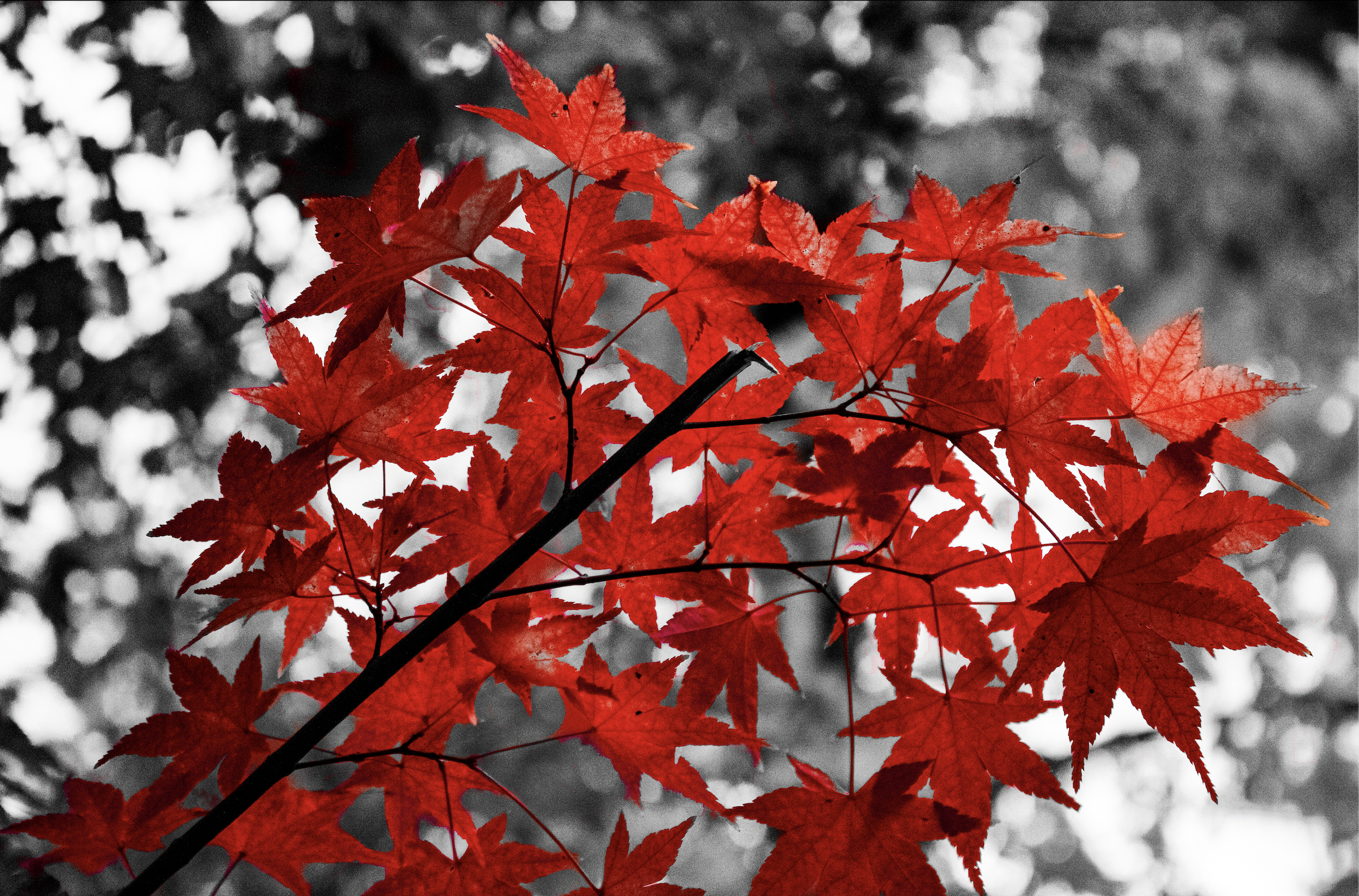 Color Pop of some leaves