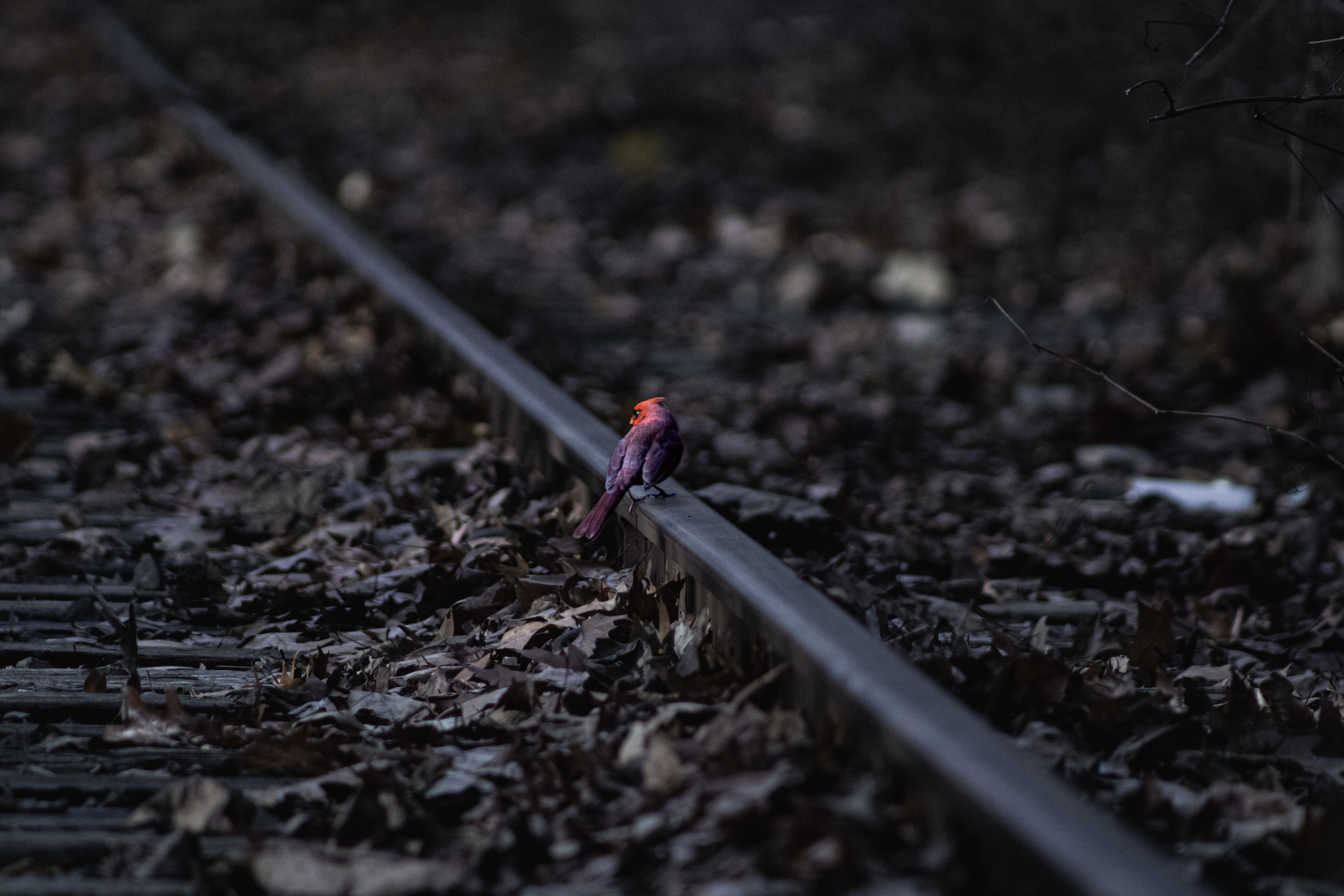 Lonely bird on a train track