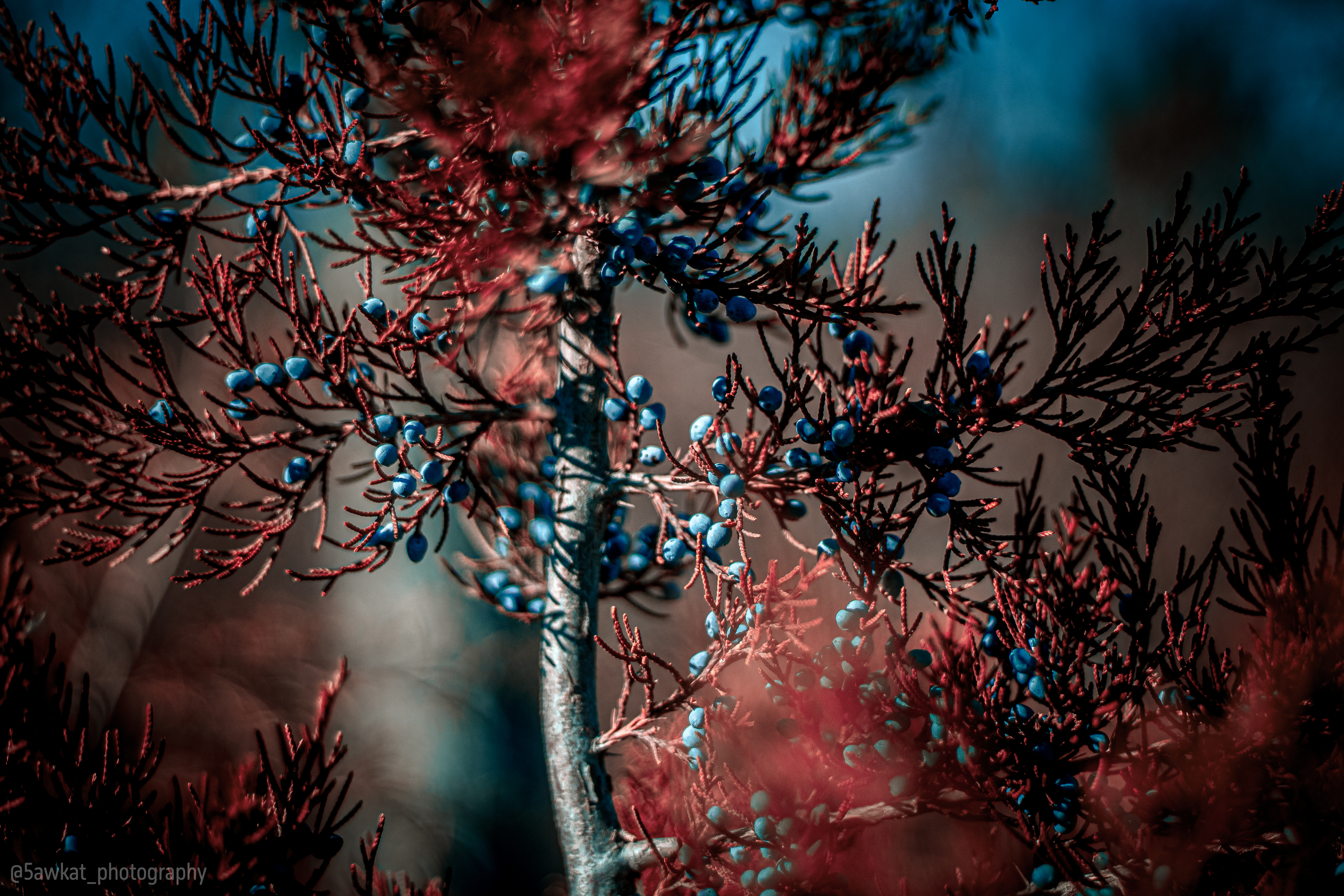 A berry tree picture