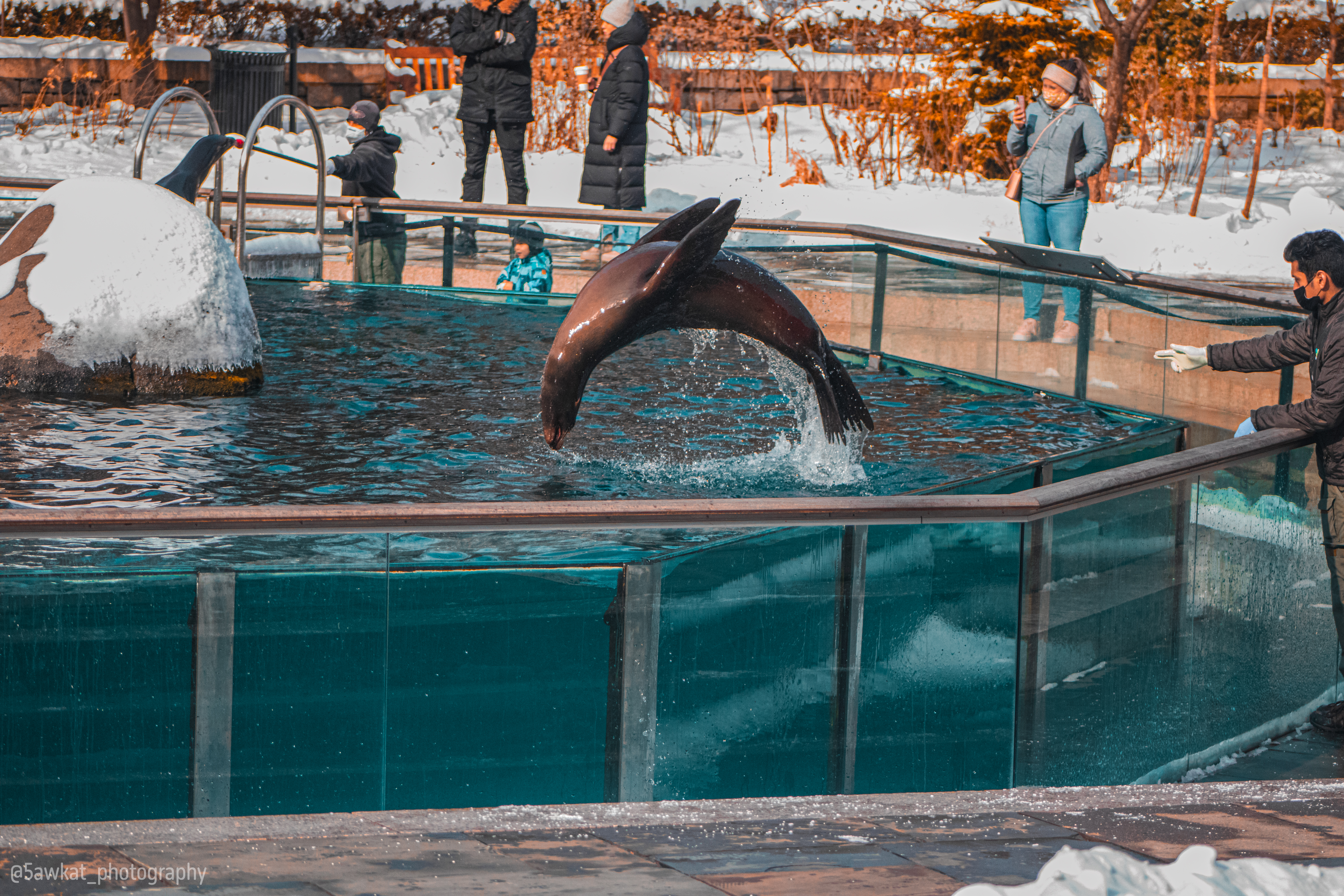 A Seal captured at the perfect time for a flip